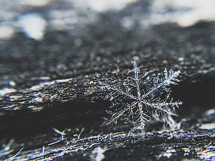 snefnug, is, vinter, kold, jul, kold temperatur, sne, Frosset, tæt på, selektiv fokusering, frost, dag, ingen mennesker, natur, skønhed i naturen, plante, ro, fokus på forgrunden, udendørs, krystal, makro, fyrretræ, 720P