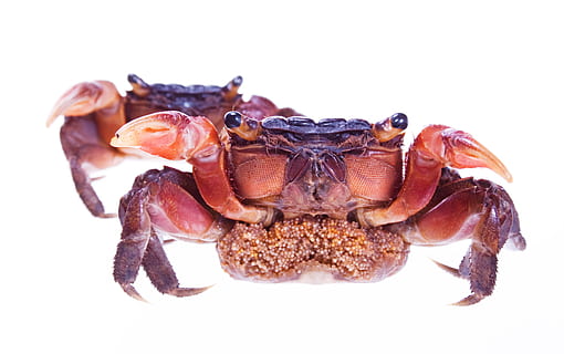 Granchi, esoscheletro, artigli, conchiglia, animali, rosso, temi animali, girato in studio, sfondo bianco, avvicinamento, animale, un animale, ritagliare, fauna selvatica, animali allo stato selvatico, Granchio, nessuno, crostaceo, in casa, invertebrato, copia spazio, insetto, Marrone, vita marina, parte del corpo animale, marino, occhio animale, 4K, CC0, dominio pubblico, privo di copyright