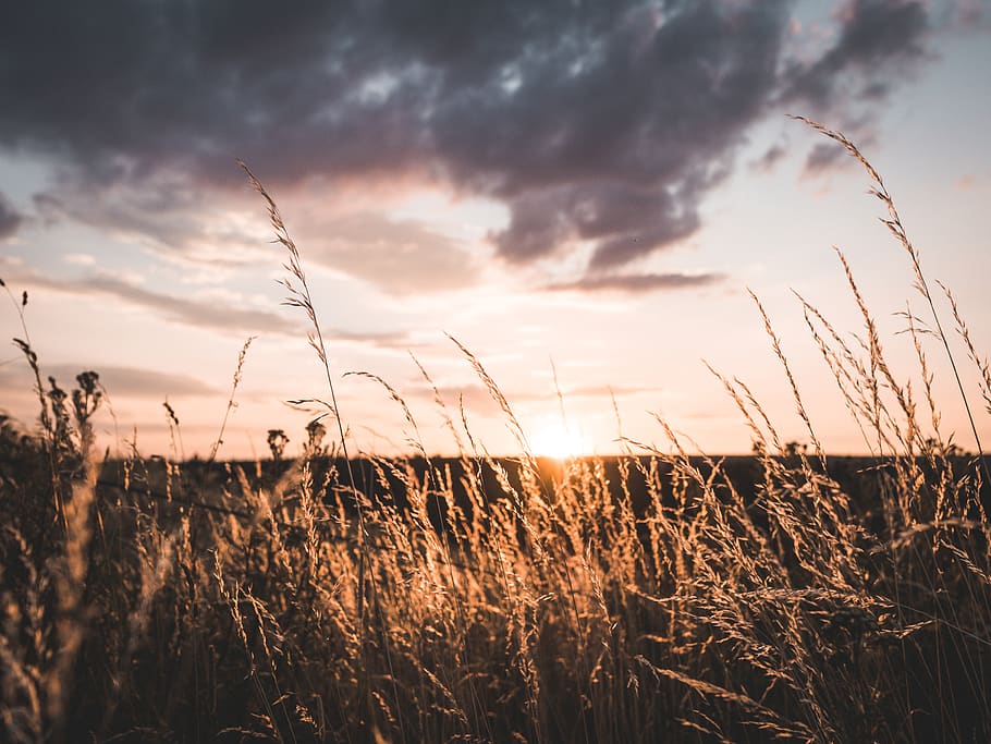 foto de paisatge, marró, grans, posta de sol, núvols, alba, medi ambient, tarda, bon temps, camp, hora daurada, herba, paisatge, llum, naturalesa, escènic, cel, sol, sortida del sol, tranquil, núvol - cel, planta, bellesa a la natura, creixement, tranquil·litat, terra, escena tranquil·la, escenics - natura, cap gent, escena rural, agricultura, cultiu, llum solar, a l'aire lliure, herba de Timoteu, tija, 4K