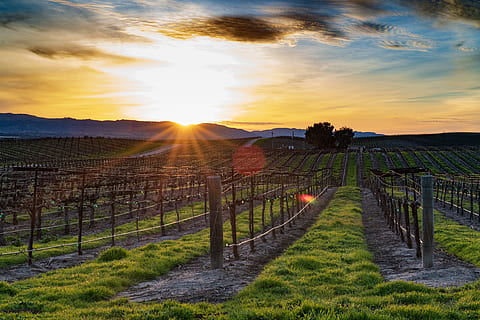 iarba câmp, natură, în aer liber, rural, mediu rural, fermă, ușoară, semnal luminos, vie, Statele Unite, paso robles, peisaj, apus de soare, decor, pasorobles, paso, california, Winery, vin țară, dealuri, vinării, cer, soare, lumina soarelui, mediu inconjurator, lentila flacara, plantă, agricultură, camp, iarbă, scenice - natura, teren, nor - cer, rază de soare, frumusețe în natură, nici o persoana, plantaţie, vinificatie, luminos, 5K, CC0, domeniu public, fără drepturi de autor