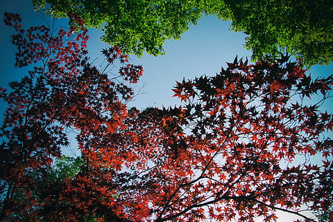 rot, Grün, Blätter, Herbst, Hintergrund, Winde, botanisch, Botanik, klettern, bedeckt, Kriechpflanze, Dekoration, Flora, Blumen-, Laub, Garten, wachsen, wachsend, Wachstum, Hecke, Efeu, Blatt, natürlich, Natur, draussen, Muster, Pflanze, Pflanzen, Sommer-, Textur, texturiert, Vegetation, Wand, Baum, Himmel, Flachwinkelansicht, Schönheit in der Natur, Ast, keine Leute, draußen, Ruhe, Tag, Szenen - Natur, ruhige Szene, klarer Himmel, Land, Wald, Baumkrone, Veränderung, Wipfel, direkt darunter, 4K, CC0, gemeinfrei, lizenzfrei
