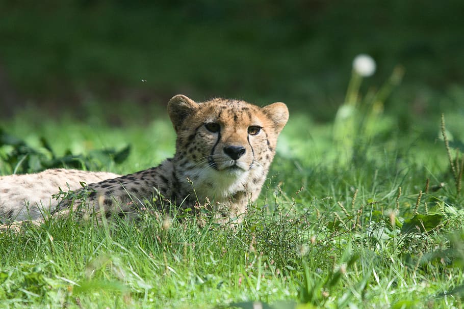 animals, guepard, depredador, velocitat, safari, Àfrica, animal, felí, temes d'animals, gat, fauna animal, herba, animals a la natura, planta, mamífer, un animal, gat gran, vertebrats, naturalesa, enfocament selectiu, cap gent, dia, color verd, terra, mascotes, a l'aire lliure, cap d’animals, gat no domesticat, bigotis, 5K
