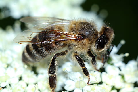 bee, insect, macro, closeup, nature, pollination, animal themes, animal wildlife, animal, invertebrate, one animal, close-up, animals in the wild, focus on foreground, day, no people, plant, beauty in nature, outdoors, zoology, animal body part, growth, fragility, animal eye, 5K, CC0, public domain, royalty free