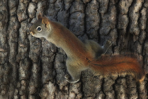reloj, Espere, ojo, Ardilla roja, fauna silvestre, naturaleza, gráfico, actitud, listo, ardilla, ladrar, árbol, fauna animal, un animal, temas de animales, animales en la naturaleza, animal, tronco de arbol, el maletero, vertebrado, nadie, de cerca, roedor, al aire libre, centrarse en primer plano, texturizado, planta, día, planta de corteza, marina, 5K, CC0, dominio público, libre de derechos