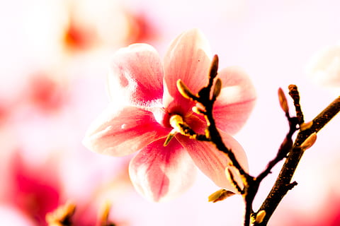 Germania, primavera, fiore, colorato, primavera 2018, pianta fiorita, pianta, bellezza nella natura, freschezza, colore rosa, avvicinamento, fragilità, messa a fuoco selettiva, fiorire, crescita, vulnerabilità, natura, petalo, nessuno, ramo, infiorescenza, albero, testa di fiore, all'aperto, polline, morbidezza, focalizzazione morbida, 5K, CC0, dominio pubblico, privo di copyright