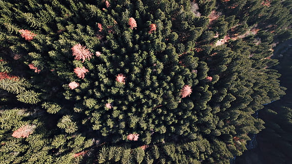 high-angle, puu, kasvi, mänty, Itävalta, abies, kuusi, havupuu, ornamentti, joulukuusi, metsä, surina, Puut, drone-näkymä, marjakuusi, tulisija, kasvillisuus, Puska, takaisin, kasvu, kauneus luonnossa, vihreä väri, päivä, luonto, ei ihmisiä, tyyneys, koko kehys, maa, ulkona, lähikuva, korkea kulma, taustat, auringonvalo, haara, tuoreus, ikivihreä puu, kuusen, 4K, CC0, public domain, rojaltivapaa