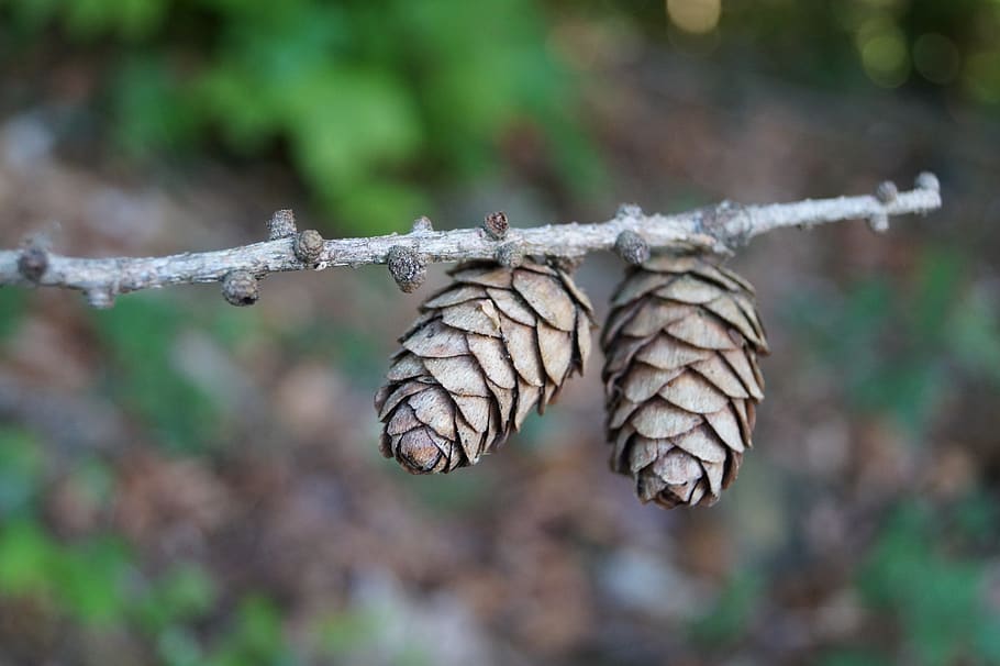 pigne, abete rosso, Marrone, albero, rubinetto, conifera, ramo, autunno, concentrarsi sulle conoscenze acquisite, pianta, natura, avvicinamento, giorno, bellezza nella natura, nessuno, all'aperto, inverno, temperatura fredda, ramoscello, foglia, messa a fuoco selettiva, asciutto, fragilità, parte vegetale, vulnerabilità, 5K