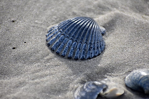 sand, skal, strand, sommer, natur, vand, kyst, muslingeskal, glimmer, muslinger, dyreliv, selektiv fokusering, tæt på, dyr, dyre temaer, dyr i naturen, jord, et dyr, dag, ingen mennesker, mønster, tekstureret, dyreskal, høj vinkel visning, naturligt mønster, klippe, marine, 5K, CC0, offentligt domæne, royaltyfrie