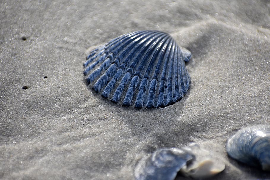 sand, skal, strand, sommer, natur, vand, kyst, muslingeskal, glimmer, muslinger, dyreliv, selektiv fokusering, tæt på, dyr, dyre temaer, dyr i naturen, jord, et dyr, dag, ingen mennesker, mønster, tekstureret, dyreskal, høj vinkel visning, naturligt mønster, klippe, marine, 5K