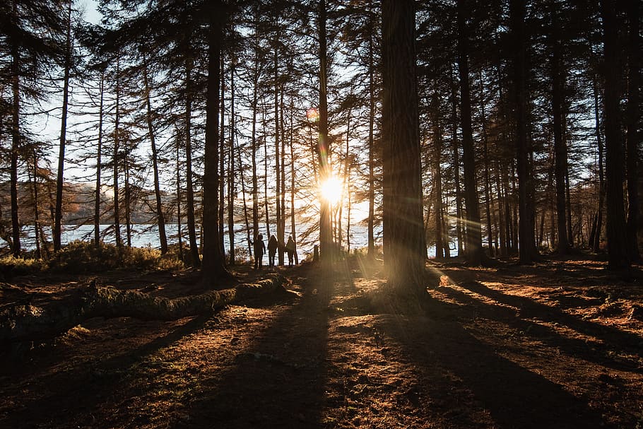 els raigs del sol, arbres, llum, flamarada, llum solar, persona, humà, Llac Ness, posta de sol, llac, boscos, bosc, planta, arbre, a l'aire lliure, naturalesa, cel, vespre, alba, cel vermell, sortida del sol, terra, tranquil·litat, tronc, tronc de l'arbre, bellesa a la natura, creixement, cap gent, escena tranquil·la, escena no urbana, dia, escenics - natura, raig de sol, ombra, sol, streaming, 4K