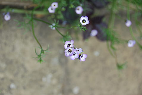 flowers, small, tiny, plant, flower, nature, close-up, flowering plant, focus on foreground, growth, day, freshness, beauty in nature, no people, fragility, vulnerability, selective focus, outdoors, high angle view, animals in the wild, animal, flower head, animal themes, purple, 4K, CC0, public domain, royalty free