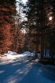 panorama, arvores, neve, Primavera, inverno, natureza, longe, temperatura fria, árvore, plantar, ninguém, terra, tranquilidade, beleza na natureza, cobertura, cena tranquila, estrada, dia, floresta, ao ar livre, transporte, o caminho a seguir, scenics - natureza, montanha coberta de neve, 2K, CC0, domínio público, royalty free