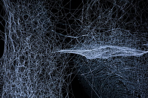 web, spin, wit, donker, insect, spinneweb, spinnenweb, boom, geen mensen, nacht, natuur, kale boom, patroon, beweging, fabriek, abstract, tak, ingewikkeldheid, verlicht, volledig kader, achtergronden, lange blootstelling, buitenshuis, snelheid, land-, kalmte, zwarte achtergrond, 5K, CC0, publiek domein, royaltyvrij