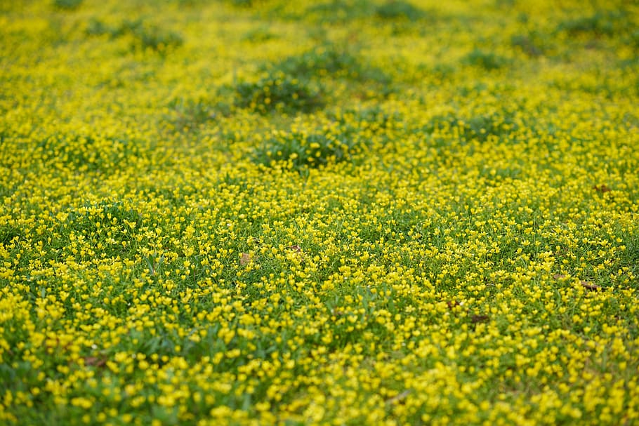 herba, primavera, margarida, verd, groc, bonic, naturalesa, jardí, estiu, chan, flor, planta, florint, zona, flors, temporada actual, solar, planta amb flors, camp, agricultura, bellesa a la natura, terra, paisatge, escena rural, creixement, medi ambient, cultiu, colza, frescor, tranquil·litat, marc complet, escenics - natura, granja, cap gent, color vibrant, a l'aire lliure, llit de flors, 8K
