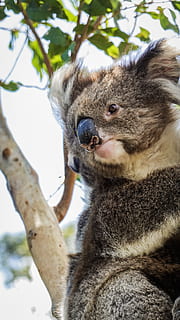 grå, koala, bære, træ, dyr, dyreliv, pattedyr, Australien, kat, kæledyr, stor ocean vej, vildt dyr, tre-toed sloth, dovendyr, lama, alpaca, possum, panter, ocelot, jaguar, leopard, spise, dyre temaer, et dyr, dyr i naturen, afdeling, hvirveldyr, plante, fokus på forgrunden, lav vinkel visning, tæt på, natur, dag, ingen mennesker, portræt, udendørs, leder, dyr hoved, planteædende, 4K, CC0, offentligt domæne, royaltyfrie