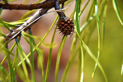 con de brad, minuscul pinecone, ace, molid, mediu inconjurator, ramură, vesnic verde, natură, copac, miniatură, frunziş, pin, plantă, creştere, a închide, mancare si bautura, alimente, Culoarea verde, nici o persoana, să se concentreze asupra primelor elemente, zi, frumusețe în natură, selectiv, prospeţime, în aer liber, mâncat sănătos, maro, frunze, fruct, Brad, 5K, CC0, domeniu public, fără drepturi de autor