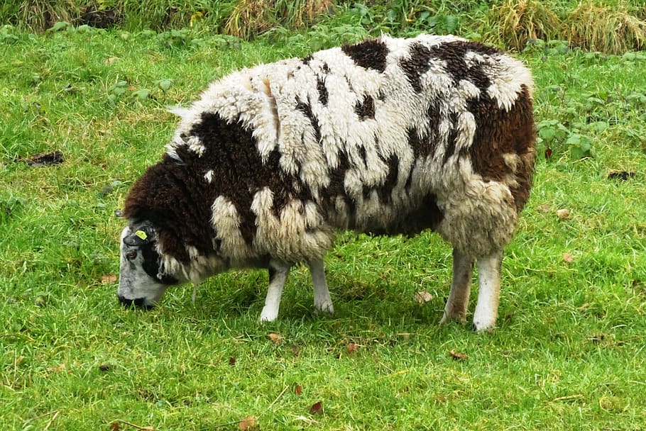 ovelles, sèrum, abric, llana, mamífers, herba, naturalesa, granja, bonic, animal, mamífer, temes d'animals, terra, camp, animals domèstics, nacional, mascotes, bestiar, planta, vertebrats, grup d’animals, color verd, cap gent, animal jove, dia, pasturatge, ramat, a l'aire lliure, herbívors, família d’animals, 2K