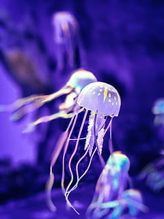 peix de gelea, la vida marina, animal, invertebrat, meduses, aquàtics, aigua, esponja animal, anemone de mar, pop, petxina de mar, cloïssa, aquari, peix, manta ray, porpra, Angelfish, planta, pol·len, estrella de mar, inflable, primer pla, bellesa a la natura, flor, cap gent, vulnerabilitat, centrar-se en primer pla, planta amb flors, naturalesa, fragilitat, frescor, creixement, enfocament selectiu, animals a la natura, pètal, a l'aire lliure, marí, cap de flor, 4K, CC0, domini públic, lliure de regalies