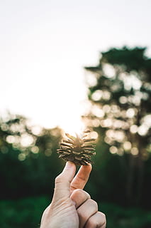 persona, celebració, marró, pinya de pi, mà, pi, con, bokeh, bosc, fusta, a l'aire lliure, desert, naturalesa, natural, arbre, sunray, sol, la consciència, relaxat, sortida del sol, mà humana, primer pla, gent, estiu, color verd, planta, una persona, dit humà, llum solar, còpia espai, medi ambient, idees, 5K, CC0, domini públic, lliure de regalies