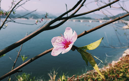 Heimatort, Blume, Pflanze, blühende Pflanze, Frische, Schönheit in der Natur, pinke Farbe, Zerbrechlichkeit, Blütenblatt, Verletzlichkeit, Wachstum, Blütenstand, Blütenkopf, Nahansicht, Natur, Fokus auf den Vordergrund, Frühling, Tag, blühen, Ast, keine Leute, draußen, Pollen, Kirschblüte, Kirschbaum, 2K, CC0, gemeinfrei, lizenzfrei
