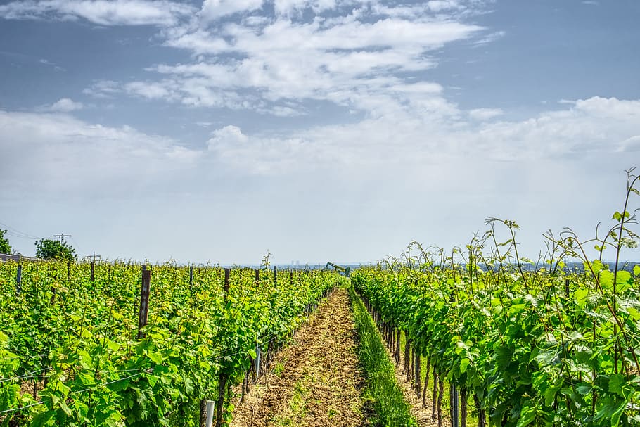 vinya, vi, enòleg, naturalesa, infern, verd, vinyes, fulles, plantació, bomba d'oli, planta productora de petroli, central nuclear, hdr, rang dinàmic alt, contrast, creixement, planta, agricultura, cel, núvol - cel, cultiu, camp, paisatge, terra, color verd, escena rural, granja, bellesa a la natura, medi ambient, escena tranquil·la, tranquil·litat, escenics - natura, dia, cap gent, a l'aire lliure, perspectiva decreixent, elaboració de vins, 5K