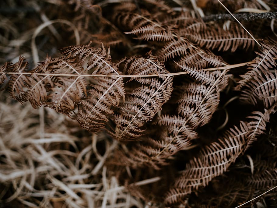 fulles seques, planta, falguera, mamífer, animal, jaguar, pantera, vida salvatge, lleopard, patró, zebra, ornament, fractal, molsa, arbust, vegetació, brodats, espiral, bobina, fong, níquel, primer pla, cap gent, enfocament selectiu, bellesa a la natura, naturalesa, fragilitat, dia, textura, sec, creixement, vulnerabilitat, marró, centrar-se en primer pla, vista d’angle alt, patró natural, marc complet, a l'aire lliure, terra, 8K
