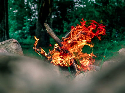 falò che brucia, falò, ardente, campeggio, fuoco, fiamma, calore, caldo, fuoco - fenomeno naturale, calore - temperatura, albero, natura, messa a fuoco selettiva, foresta, pianta, terra, legno - materiale, nessuno, colore arancione, all'aperto, ceppo, legna da ardere, giorno, movimento, legna, fuoco di bivacco, 4K, CC0, dominio pubblico, privo di copyright