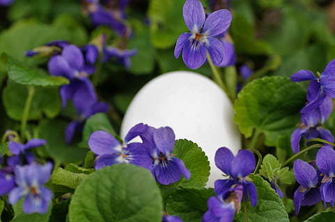 violets, eggs, white, easter, spring, vernal, holiday, the tradition of, habit, custom, merry, purple, flower, flowering plant, plant, vulnerability, beauty in nature, fragility, freshness, growth, close-up, petal, nature, no people, inflorescence, flower head, plant part, outdoors, selective focus, leaf, focus on foreground, 5K, CC0, public domain, royalty free