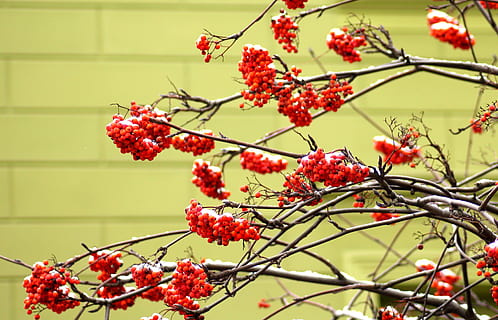 Rowan, copac, iarnă, fructe de padure, ramură, natură, roșu, plante, fruct, plantă, prospeţime, creştere, mâncat sănătos, mancare si bautura, boabe de fructe, frumusețe în natură, alimente, floare, să se concentreze asupra primelor elemente, zi, planta cu flori, nici o persoana, a închide, în aer liber, rowanberry, copt, coacăz roșu, 2K, CC0, domeniu public, fără drepturi de autor