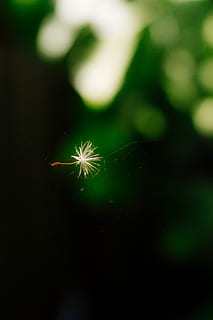 Samen, Pflanze, Nahansicht, Natur, selektiver Fokus, keine Leute, Blume, Frische, grüne Farbe, Schönheit in der Natur, draußen, Zerbrechlichkeit, Löwenzahn, Fokus auf den Vordergrund, Verletzlichkeit, blühende Pflanze, Tag, Wachstum, kopieren sie platz, Pflanzenteil, Bewegung, Löwenzahnsamen, 4K, CC0, gemeinfrei, lizenzfrei