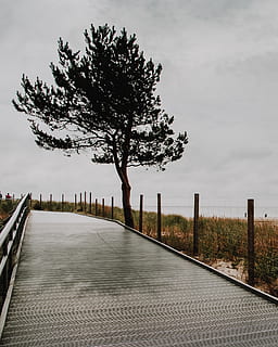 Polen, HEL, plante, træ, himmel, natur, retning, sky - himmel, vejen frem, rækværk, ingen mennesker, vækst, transportmidler, dag, udendørs, vej, skønhed i naturen, træ - materiale, faldende perspektiv, sti, tom, 2K, CC0, offentligt domæne, royaltyfrie