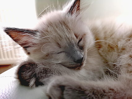 kat, indenlandske, pattedyr, kæledyr, dyr, dyre temaer, husdyr, indenlandske kat, et dyr, feline, lempelse, hvirveldyr, sovende, lukkede øjne, hvilende, ingen mennesker, tæt på, indendørs, ungt dyr, bakkenbart, killing, dyr hoved, 2K, CC0, offentligt domæne, royaltyfrie