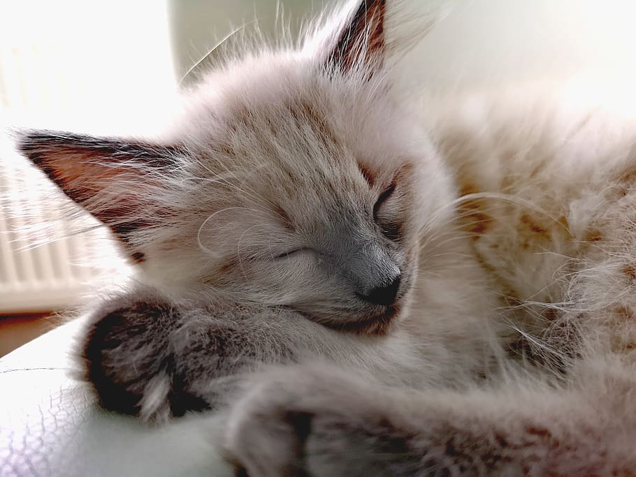 kat, indenlandske, pattedyr, kæledyr, dyr, dyre temaer, husdyr, indenlandske kat, et dyr, feline, lempelse, hvirveldyr, sovende, lukkede øjne, hvilende, ingen mennesker, tæt på, indendørs, ungt dyr, bakkenbart, killing, dyr hoved, 2K