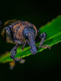 serangga, daun, kumbang, bug, merapatkan, sedikit, makro, tema binatang, satu binatang, binatang di alam liar, hewan, satwa liar hewan, tidak ada orang, alam, warna hijau, invertebrata, menanam, reptil, di luar rumah, fokus selektif, latar belakang hitam, bagian tanaman, hari, kadal, 2K, CC0, domain publik, bebas royalti