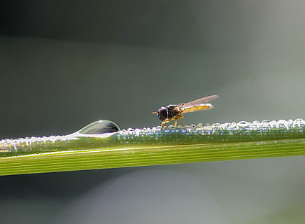 fliegen, Insekt, Natur, Makro, Grün, Insekten, Gliederfüßer, Flügel, Pflanze, Tier, einfach Wasser hinzufügen, Tau, Sommer-, Glanz, Licht, glänzend, Regentropfen, nass, am Morgen, frisch, wirbellos, Tierthemen, ein Tier, Tiere in freier Wildbahn, Tierwelt, Nahansicht, Tag, keine Leute, Blatt, grüne Farbe, Pflanzenteil, selektiver Fokus, draußen, Zoologie, Schönheit in der Natur, 5K, CC0, gemeinfrei, lizenzfrei