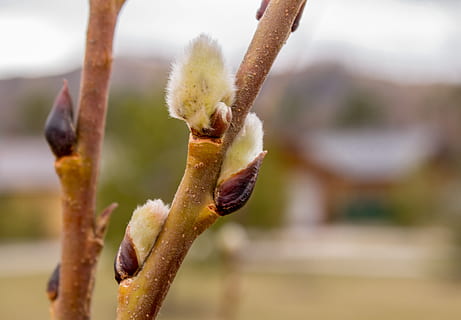 primavera, verba, natura, rene, ramo, sciolto, avvicinamento, concentrarsi sulle conoscenze acquisite, pianta, crescita, giorno, nessuno, bellezza nella natura, inizi, all'aperto, stelo vegetale, la tranquillità, fiore, botanica, germoglio, cibo, vulnerabilità, nuova vita, messa a fuoco selettiva, Salice, 4K, CC0, dominio pubblico, privo di copyright