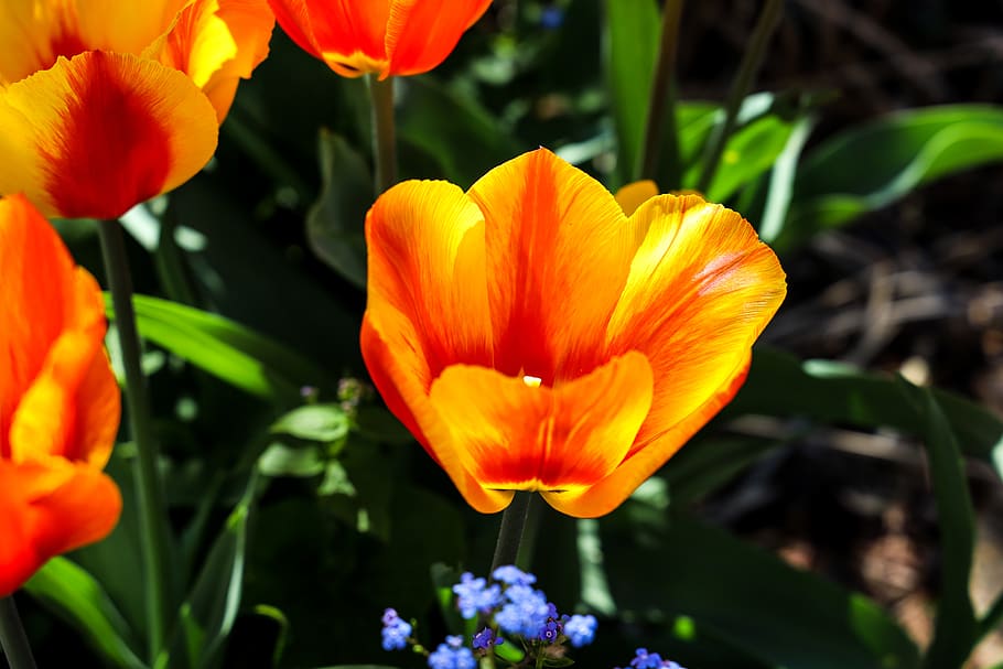 Tulpe, Hellrot, Blumen, Makro, Frühling, Ostern, Nahansicht, Pflanze, wunderschönen, Blütenblatt, Flora, Garten, Natur, blühende Pflanze, Blume, Zerbrechlichkeit, Verletzlichkeit, Schönheit in der Natur, Frische, Blütenkopf, Wachstum, Blütenstand, orange Farbe, Fokus auf den Vordergrund, Tag, Botanik, keine Leute, draußen, Sonnenlicht, Pollen, Gazania, 5K
