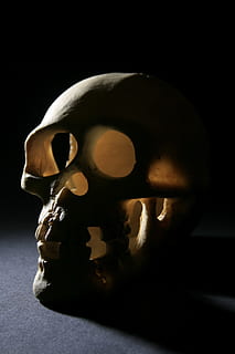 bone, close-up, death, head, old, one, photo, skull, studio, , black background, studio shot, human skeleton, indoors, human skull, halloween, helmet, single object, representation, dark, human representation, still life, spooky, skeleton, mask, headwear, 1080P, CC0, public domain, royalty free