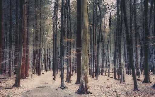 escorces d'arbres forestals, arbre, planta, vegetació, bosc, naturalesa, a l'aire lliure, terra, tronc de l'arbre, arbreda, art, pintura, bedoll, sequoia, sòl, ruta, Camí, flamarada, llum, mamífer, tronc, tranquil·litat, escena tranquil·la, creixement, cap gent, bellesa a la natura, escena no urbana, medi ambient, escenics - natura, paisatge, abundància, dia, 5K, CC0, domini públic, lliure de regalies