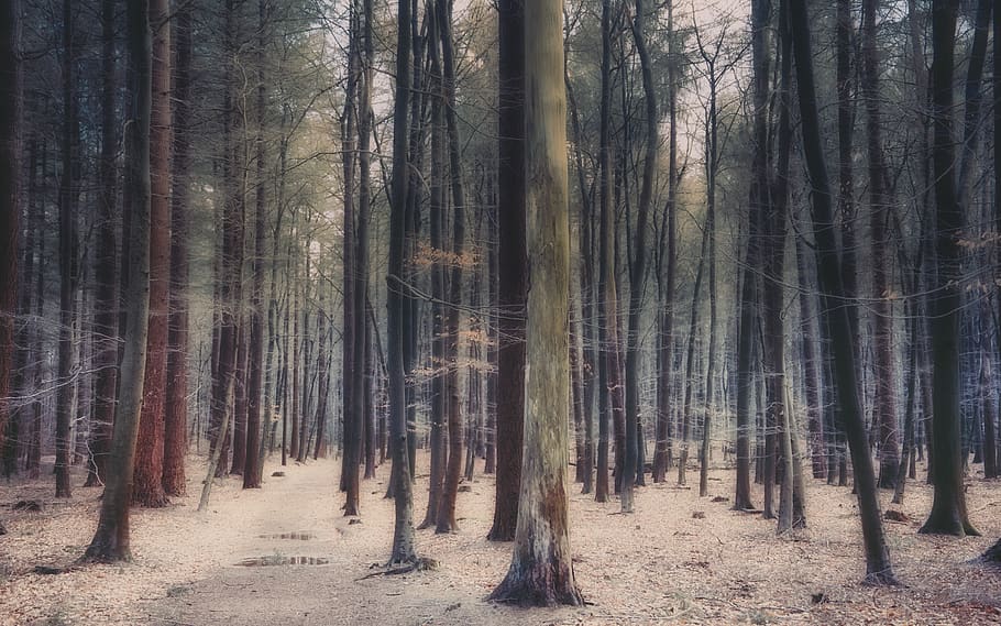 escorces d'arbres forestals, arbre, planta, vegetació, bosc, naturalesa, a l'aire lliure, terra, tronc de l'arbre, arbreda, art, pintura, bedoll, sequoia, sòl, ruta, Camí, flamarada, llum, mamífer, tronc, tranquil·litat, escena tranquil·la, creixement, cap gent, bellesa a la natura, escena no urbana, medi ambient, escenics - natura, paisatge, abundància, dia, 5K