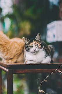 dos, gats, taula, mascota, gat, animal, mamífer, manx, fusta, abissini, mira, felí, bigotis, gallines, ocell, aus de corral, pollastre, fusta dura, bokeh, gatet, pussycat, pell, mascotes, nacional, gat domèstic, animals domèstics, vertebrats, un animal, centrar-se en primer pla, cap gent, relaxació, dia, naturalesa, descans, mirant, tabby, 4K, CC0, domini públic, lliure de regalies