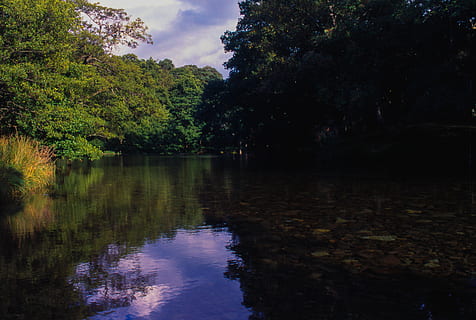 aigua, bosc, arbres, núvols, sunni, arbre, reflexió, planta, tranquil·litat, bellesa a la natura, escena tranquil·la, llac, escenics - natura, cap gent, cel, naturalesa, creixement, davant del mar, núvol - cel, escena no urbana, color verd, a l'aire lliure, 5K, CC0, domini públic, lliure de regalies