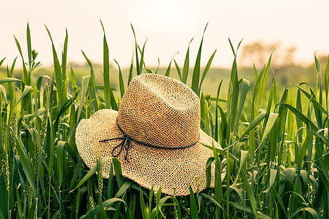 Paja, sombrero, campo, hierba, verano, naturaleza, verde, planta, color verde, tierra, crecimiento, día, nadie, belleza en la naturaleza, de cerca, escena rural, paisaje, al aire libre, tranquilidad, luz del sol, escena tranquila, cultivo, cielo, brizna de hierba, 5K, CC0, dominio público, libre de derechos