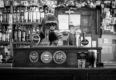 abe, pub, bar, øl, alkohol, værtshus, natteliv, primat, hylde, meddelelse, bord, arkitektur, ingen mennesker, telefon, glas - materiale, dag, fokus på forgrunden, dyr, repræsentation, dyre temaer, pattedyr, indendørs, portræt, gennemsigtig, antik, glas, 2K, CC0, offentligt domæne, royaltyfrie