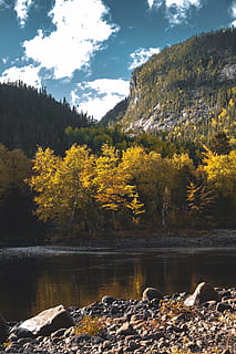 flod og skov, træ, plante, natur, nåletræ, gran, abies, udendørs, vand, parc national des hautes-gorges-de-la-riviere-malbaie, Canada, jord, lærk, kunst, maleri, grus, sø, vegetation, bjerg, ødemark, bjerge, skønhed i naturen, scenics - natur, ro, rolig scene, klippe, dag, ikke-urbane scene, himmel, ingen mennesker, solid, rock-objekt, Skov, idyllisk, lave om, flydende vand, 5K, CC0, offentligt domæne, royaltyfrie