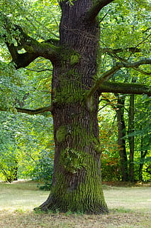 quercia, albero, vecchio, tribù, verde, foresta, albero deciduo, estetico, pianta, tronco, tronco d'albero, crescita, terra, natura, bellezza nella natura, colore verde, giorno, nessuno, parco, all'aperto, la tranquillità, fogliame lussureggiante, fogliame, paesaggio, parco - spazio creato dall'uomo, ambiente, bosco, treelined, 4K, CC0, dominio pubblico, privo di copyright