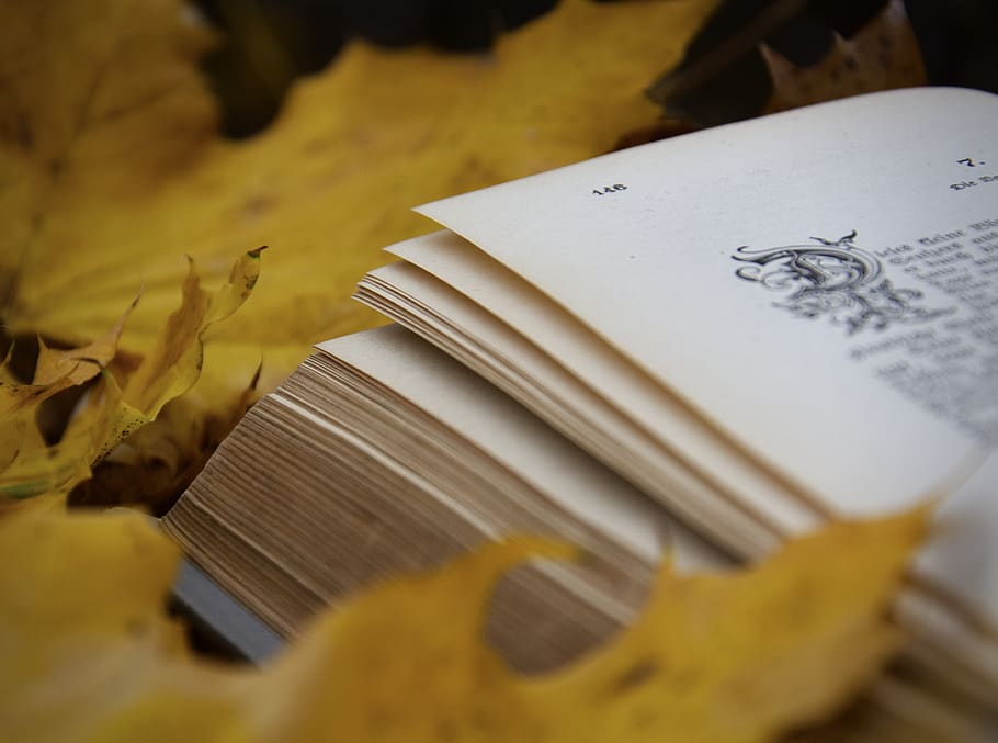 Åbn hvid bog, tekst, blad, plante, Bestil, gaffel, bestik, papir, side, dokument, natur, efterår, træ, blade, roman, dagbog, håndskrift, penge, kalligrafi, vokssegl, tæt på, selektiv fokusering, ingen mennesker, plante del, gul, stilleben, offentliggørelse, ikke-vestlige script, høj vinkel visning, meddelelse, indendørs, 5K