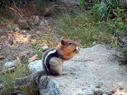 chipmunk, nibbling chipmunk, cheeks, rodent, animal wildlife, mammal, animal themes, animal, one animal, animals in the wild, squirrel, nature, no people, land, eating, day, plant, vertebrate, outdoors, side view, focus on foreground, sitting, profile view, hungry, 2K, CC0, public domain, royalty free