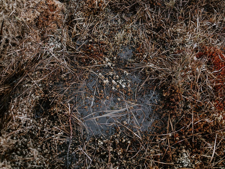 bruin hooi, land-, natuur, buitenshuis, water, grond, moeras, landschap, gras, fabriek, plas, Nederlands, verontreiniging, vijver, dier, modder, bodem, kudde, geen mensen, dag, kalmte, hoge hoekmening, droog, veld-, Bos, groei, schoonheid in de natuur, detailopname, volledig kader, takje, achtergronden, boom, vuil, gedroogde plant, dode plant, verwelkte plant, 8K