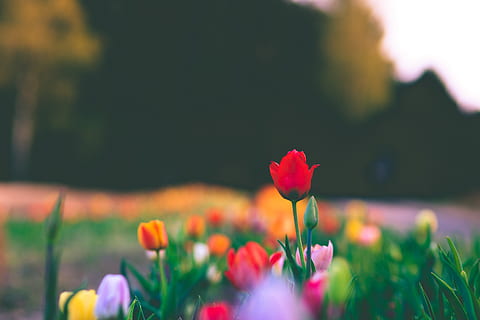 Germania, bokeh, primavera, fiore, fiori, primavera 2018, pianta fiorita, pianta, freschezza, bellezza nella natura, fragilità, vulnerabilità, crescita, avvicinamento, natura, messa a fuoco selettiva, petalo, campo, rosso, testa di fiore, concentrarsi sulle conoscenze acquisite, nessuno, infiorescenza, tulipano, fiorire, all'aperto, letto di fiori, 5K, CC0, dominio pubblico, privo di copyright